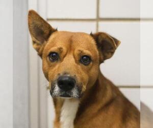 Mutt Dogs for adoption in San Antonio, TX, USA