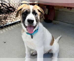 Anatolian Shepherd-Unknown Mix Dogs for adoption in Santa Cruz, CA, USA