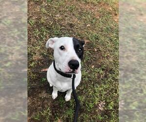 American Bulldog Dogs for adoption in Gainesville, FL, USA