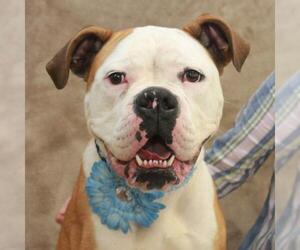 American Bulldog Dogs for adoption in Garfield Heights, OH, USA