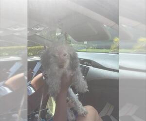 Poodle (Toy) Dogs for adoption in Fort Lauderdale, FL, USA