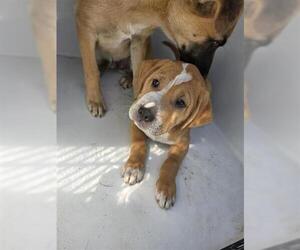 American Pit Bull Terrier-Unknown Mix Dogs for adoption in Houston, TX, USA