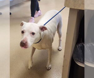 American Pit Bull Terrier Dogs for adoption in Decatur, IL, USA