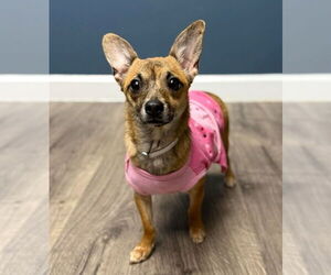 Chihuahua-Unknown Mix Dogs for adoption in Lakewood, CO, USA