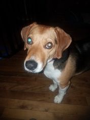 Beagle-Unknown Mix Dogs for adoption in Smoot, WV, USA