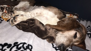 Medium Photo #1 Basset Hound Puppy For Sale in Columbus, IN, USA