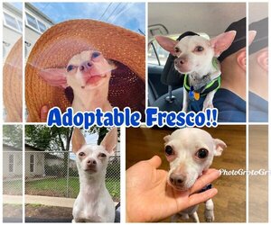 Chihuahua Dogs for adoption in Lockport, IL, USA