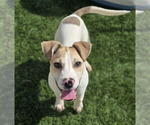 Labrador Retriever-Unknown Mix Dogs for adoption in Lakewood, CO, USA