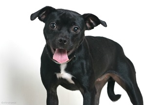 Buggs Dogs for adoption in Eden Prairie, MN, USA
