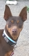 Miniature Pinscher Dogs for adoption in Campbell, CA, USA