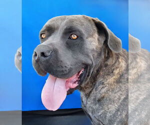 Mutt Dogs for adoption in Pasadena, CA, USA