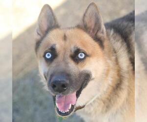 German Shepherd Dog-Unknown Mix Dogs for adoption in San Antonio, TX, USA