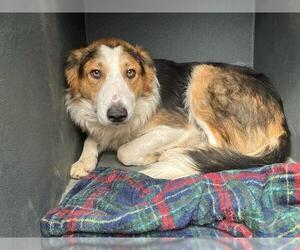 Collie-Unknown Mix Dogs for adoption in Santa Maria, CA, USA