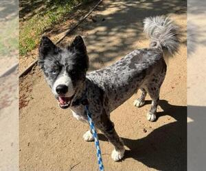 Australian Shepherd-Unknown Mix Dogs for adoption in Sacramento, CA, USA