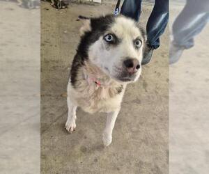 Siberian Husky-Unknown Mix Dogs for adoption in San Antonio, TX, USA