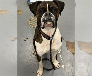 Boxer Dogs for adoption in Peoria, IL, USA