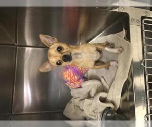 Chihuahua Dogs for adoption in Albemarle, NC, USA