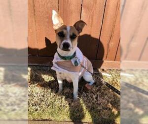 Jack Russell Terrier Dogs for adoption in Wichita, KS, USA