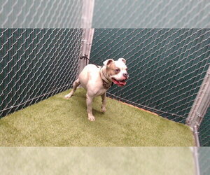 Medium Photo #1 Bulldog-Unknown Mix Puppy For Sale in Downey, CA, USA