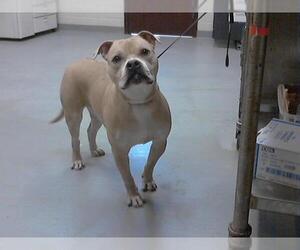American Staffordshire Terrier Dogs for adoption in Fayetteville, NC, USA