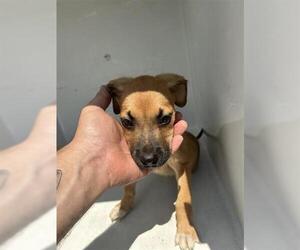 Black Mouth Cur-Unknown Mix Dogs for adoption in Houston, TX, USA