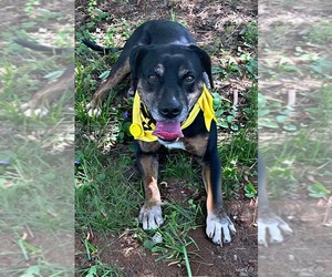 Beagle-Unknown Mix Dogs for adoption in Rustburg, VA, USA