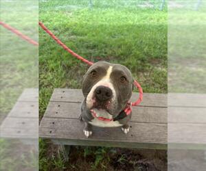 American Pit Bull Terrier-Unknown Mix Dogs for adoption in Vero Beach, FL, USA