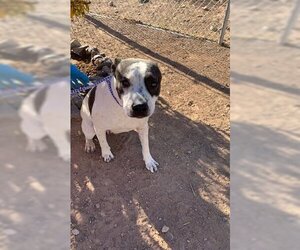 American Pit Bull Terrier Dogs for adoption in Globe, AZ, USA