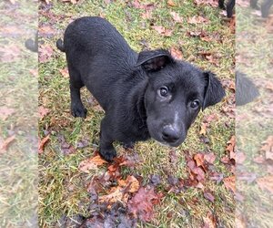 German Shepherd Dog-Unknown Mix Dogs for adoption in Aurora, IN, USA