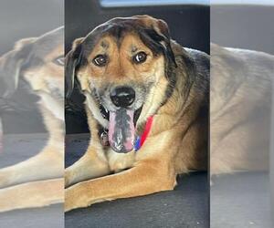 Chow Chow-German Shepherd Dog Mix Dogs for adoption in Newnan, GA, USA