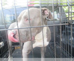 American Staffordshire Terrier-Unknown Mix Dogs for adoption in Ocala, FL, USA