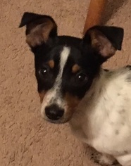 Medium Photo #1 Jack-Rat Terrier Puppy For Sale in Pearland, TX, USA