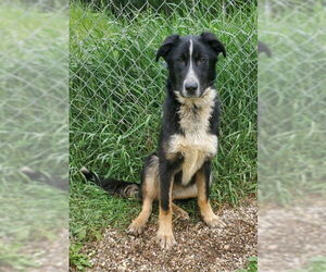 Mutt Dogs for adoption in Lake City, MI, USA