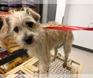 Mutt Dogs for adoption in Corona, CA, USA