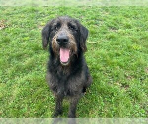 Labradoodle Dogs for adoption in McKinleyville, CA, USA