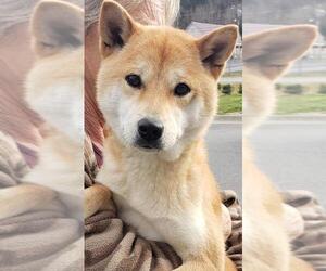 Shiba Inu Dogs for adoption in Alexander, AR, USA