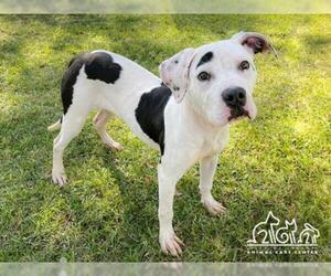 Bullboxer Pit Dogs for adoption in Irvine, CA, USA