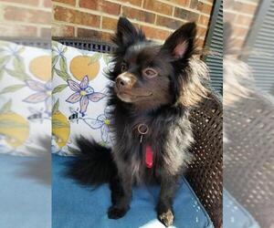 Pomeranian Dogs for adoption in Greensboro, NC, USA