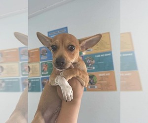 Medium Photo #5 Basenji-Chihuahua Mix Puppy For Sale in Arlington, WA, USA