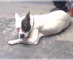 American Staffordshire Terrier Dogs for adoption in Tallahassee, FL, USA
