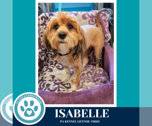 Shih Tzu-Unknown Mix Dogs for adoption in Kimberton, PA, USA