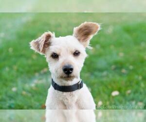 Welsh Terrier Dogs for adoption in Buckeye, AZ, USA