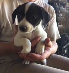 Medium Photo #1 Mutt Puppy For Sale in Pleasanton, CA, USA