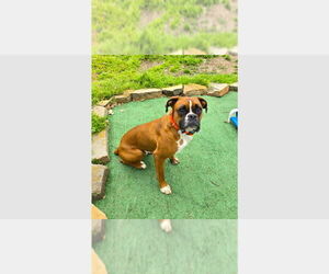 Boxer Dogs for adoption in Austin, TX, USA