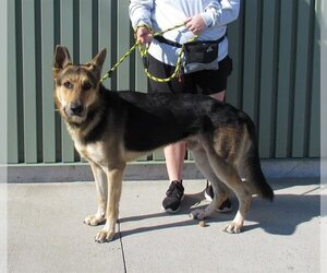 German Shepherd Dog Dogs for adoption in Louisville, KY, USA