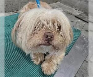 Norfolk Terrier Dogs for adoption in Camarillo, CA, USA