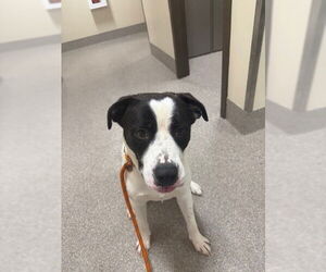 Labrador Retriever-Unknown Mix Dogs for adoption in Louisville, KY, USA