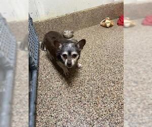 Chiweenie Dogs for adoption in Springfield, MA, USA