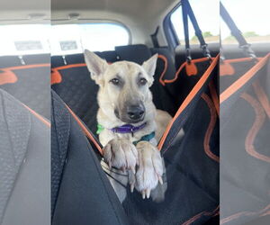 Medium Photo #3 Huskies -white german shepherd Mix Puppy For Sale in Pompano Beach , FL, USA