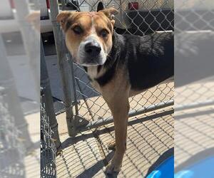 German Shepherd Dog-Unknown Mix Dogs for adoption in Tulsa, OK, USA